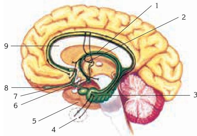 Trigonul Inghinal Componentele majore ale encefalului: cerebel, diencefal și emisfere ...